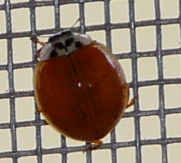 Harmonia axyridis!